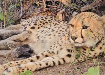 Project Cheetah: ‘Mukhi’ gives birth to five Cubs