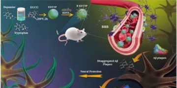 New path found for a better & comprehensive therapy for Alzheimer ’s disease