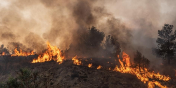 Chile declares catastrophe as wildfires kill at least 19