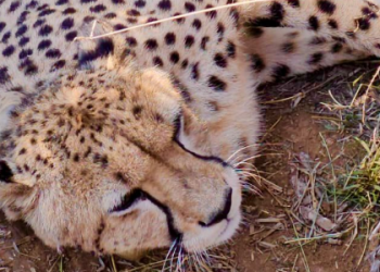 Cheetah numbers in India reach 53, as Jwala gives birth to five cubs at Kuno National Park; Indian-born Cubs rise to 33