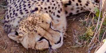 Cheetah numbers in India reach 53, as Jwala gives birth to five cubs at Kuno National Park; Indian-born Cubs rise to 33